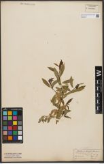 Foto von Salix tenuijulis Ledeb.